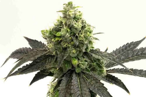 blueberry autoflower strain by homegrown cannabis