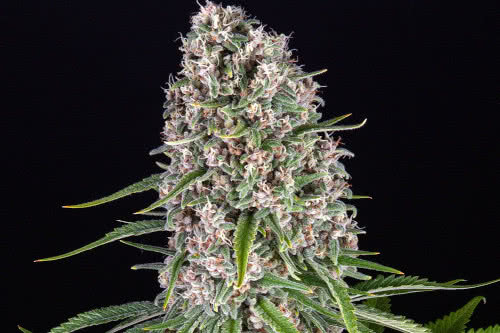 blueberry cheese strain by barneys farm