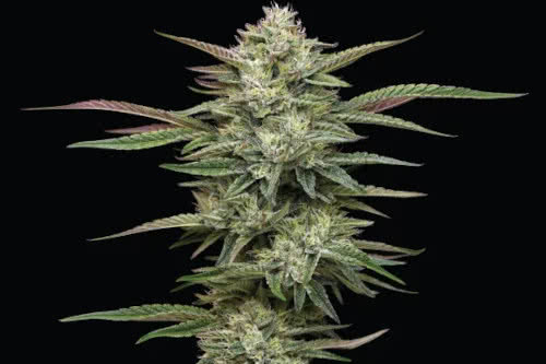 blueberry cupcake strain plant by humboldt seed company