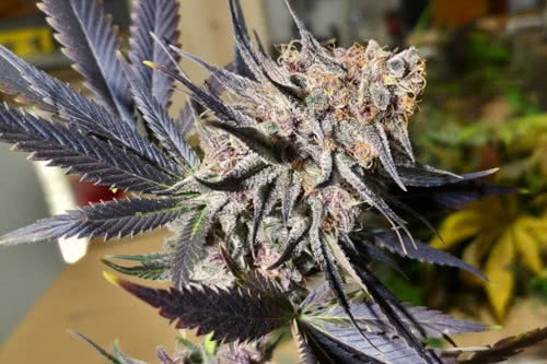 blueberry strain plant by dutch passion