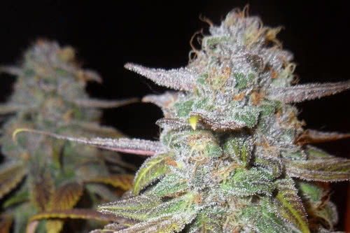 blueberry f5 regular seeds cannabis plant