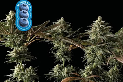 blueberry feminized seeds cannabis plant