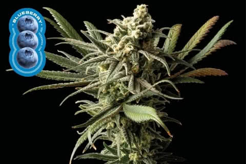 blueberry indica strain plant by seedsman