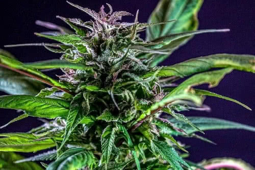 blueberry lime kush ad strain by terpyz mutant genetics