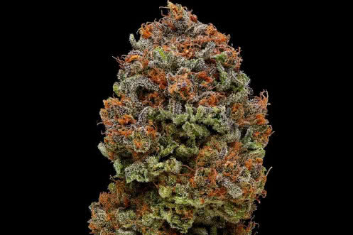 blueberry muffin strain plant by humboldt seed co