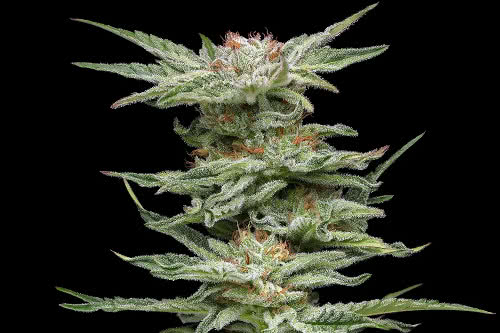 blueberry muffin strain plant by humboldt seed company