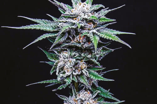 blueberry pancakes high thc plant by humboldt seed co