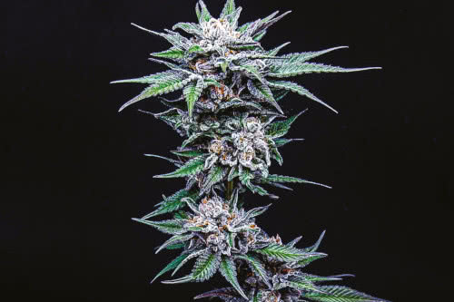 blueberry pancakes strain plant by humboldt seed company