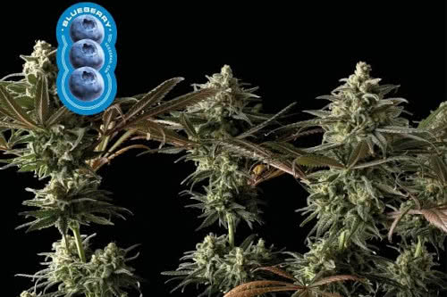 blueberry strain by seedsman