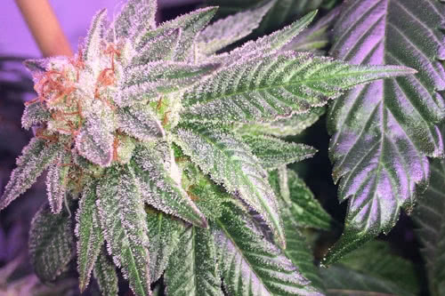 blueberry teeth ibl regular seeds