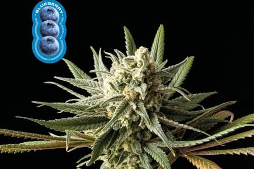 blueberry strain by seedsman
