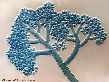 botrytis cinerea closeup under microscope