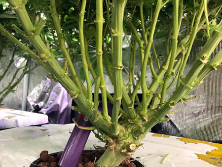 branching cannabis plant grown in undercurrent rdwc stalk roots