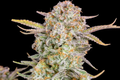 bruce banner auto strain by fast buds