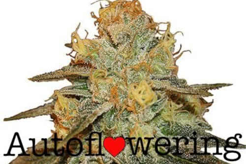 bruce banner auto by ILGM