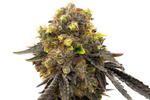 bruce banner fast version strain by homegrown cannabis
