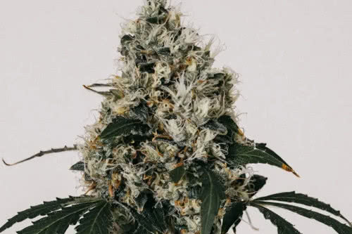 bruce banner high thc plant by ilgm