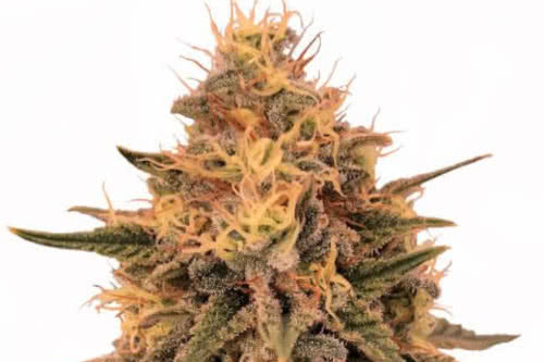 bruce banner strain by ilgm