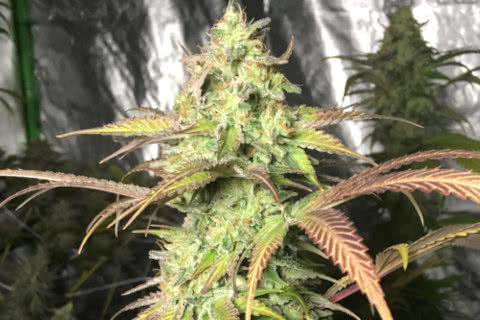 bruce banner sativa strain plant by seedsman