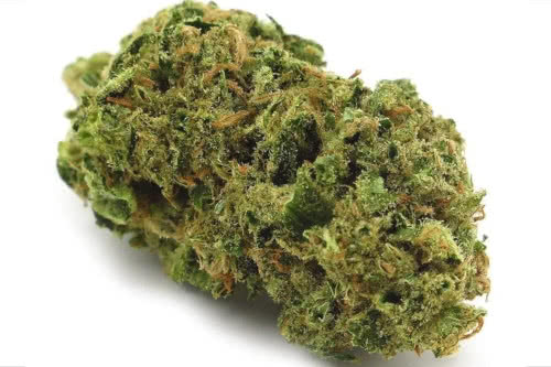 bruce banner strain bud by seed supreme