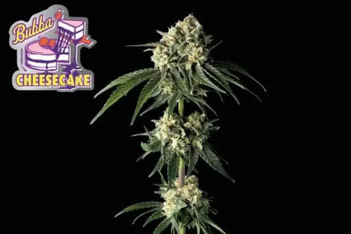 bubba cheesecake strain by seedsman