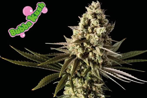bubba kush plant