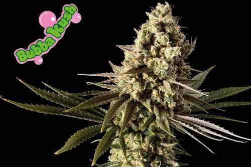 bubba kush medical strain by seedsman