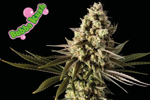 bubba kush strain by seedsman