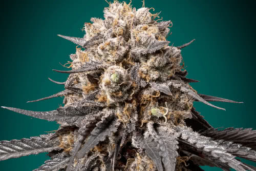 bubbas gift strain by 00 seeds
