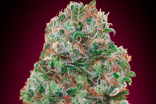 bubble gum strain by 00 seeds