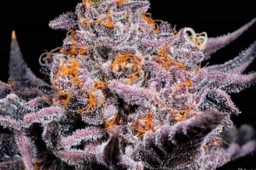 bubble gum sherb strain by blimburn