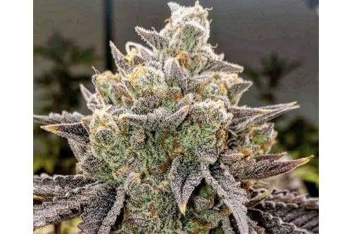 bubble gummy auto strain plant by ethos genetics