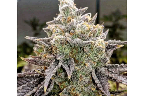 bubble gummy autoflower strain plant by ethos genetics