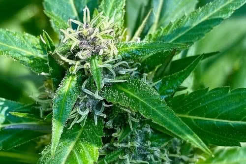 bubblegum gpp strain by terpyz mutant genetics