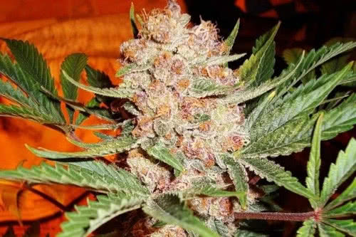 bubblelicious auto strain by nirvana seeds