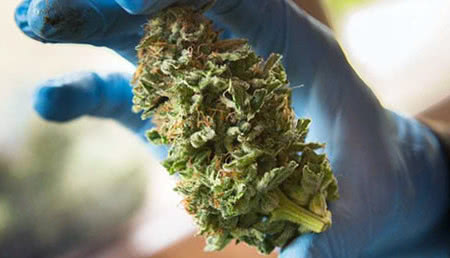 bud after trimmer machine showing a clean finish