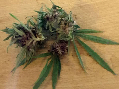 bud rot after harvest in dried buds