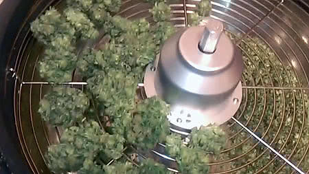 cannabis buds in bowl trimmer