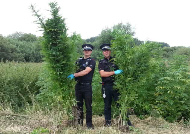 police holding seized cannabis plants