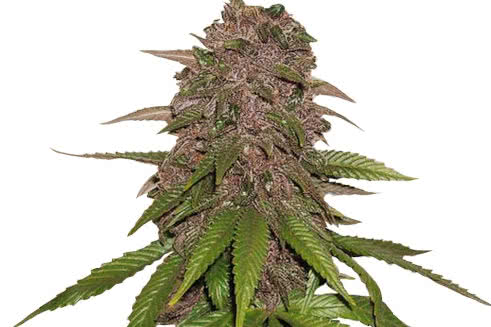 c4 matic auto strain plant by fast buds