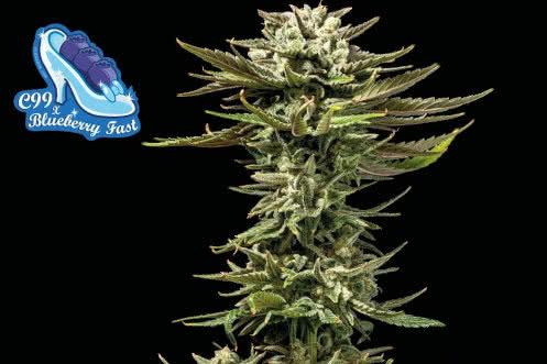 c99 blueberry fast strain plant by seedsman
