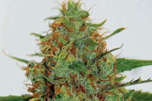 c99 strain by g13 labs