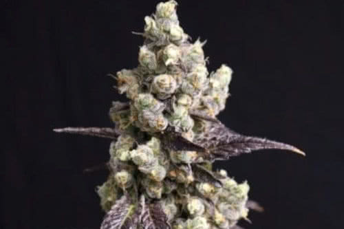 cajun quake strain plant by lovin in her eyes