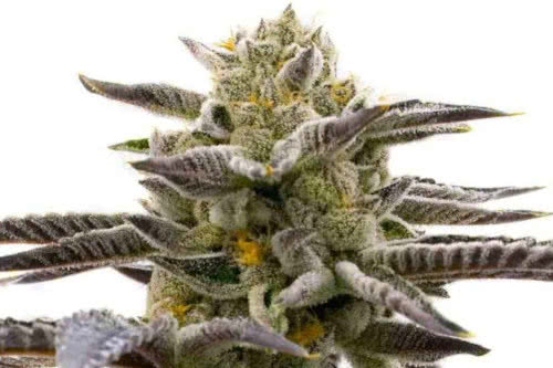 cake bomb strain plant by homegrown cannabis