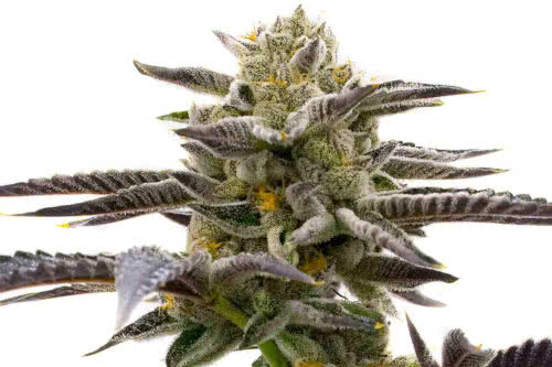 cake bomb strain by homegrown cannabis