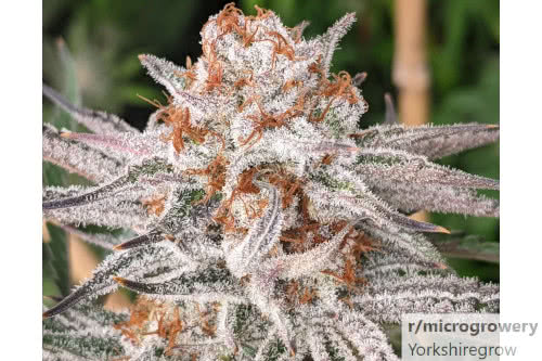 cakes n cream strain plant by in house genetics