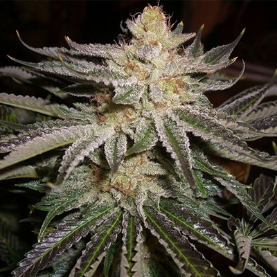 cali connection sour diesel