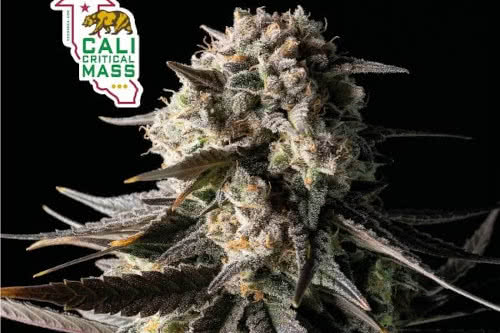 cali critical mass strain indoor cannabis plant