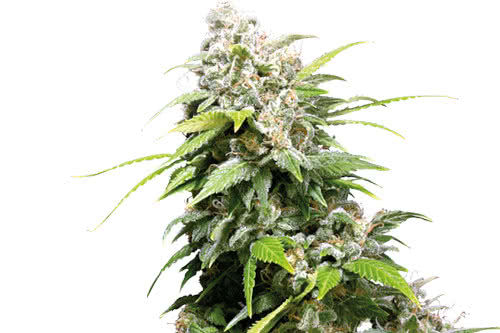 california indica strain by sensi seeds