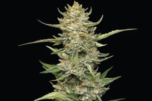 california sour diesel auto strain plant by humboldt seed company